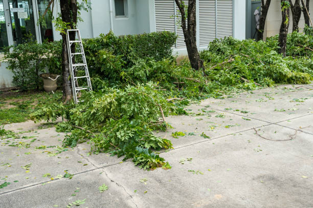 The Steps Involved in Our Tree Care Process in Buena Vista, MI